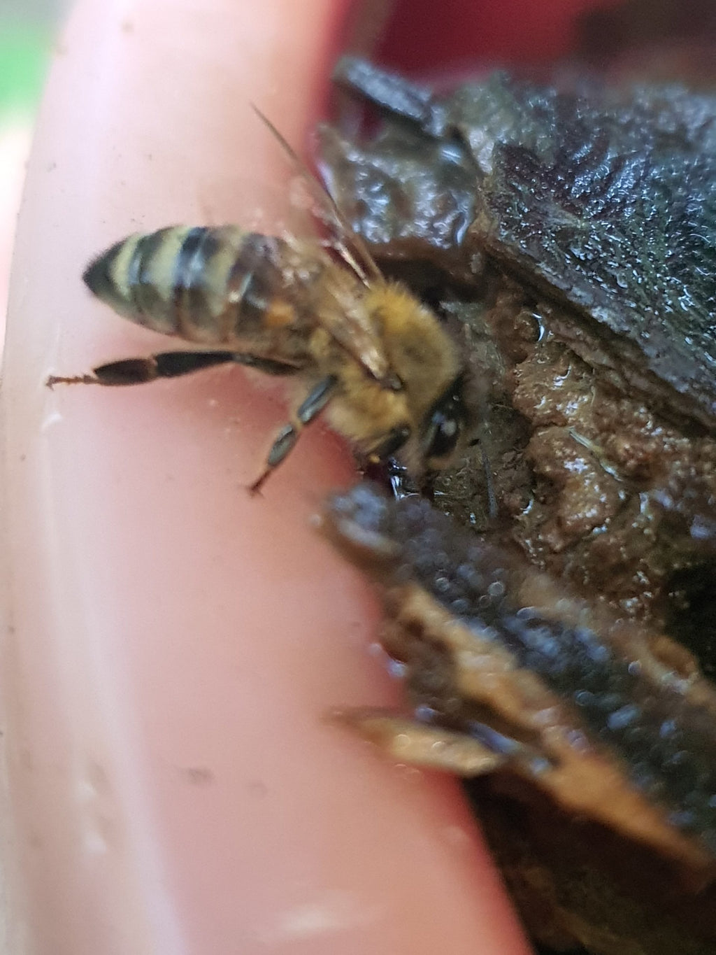 Was finden Bienen an heissen Tagen toll – genau wie wir Menschen. – Wasser !