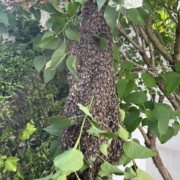 Bienenscharm im Baum