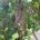 Bienenscharm im Baum