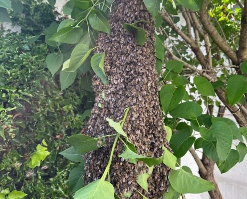 Bienenscharm im Baum