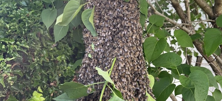 Bienenscharm im Baum