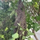 Bienenscharm im Baum