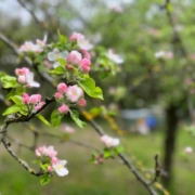 Frühjahrsblüte