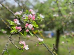 Frühjahrsblüte vorbei – Die Bienen freuen sich jetzt über die Robine in Esslingen!