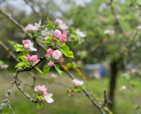 Frühjahrsblüte