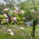 Frühjahrsblüte