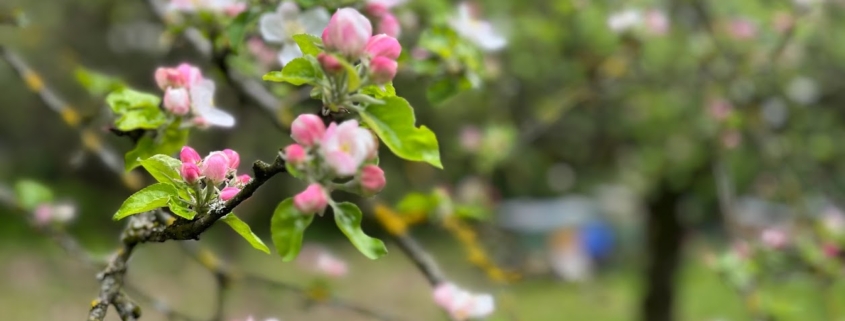 Frühjahrsblüte