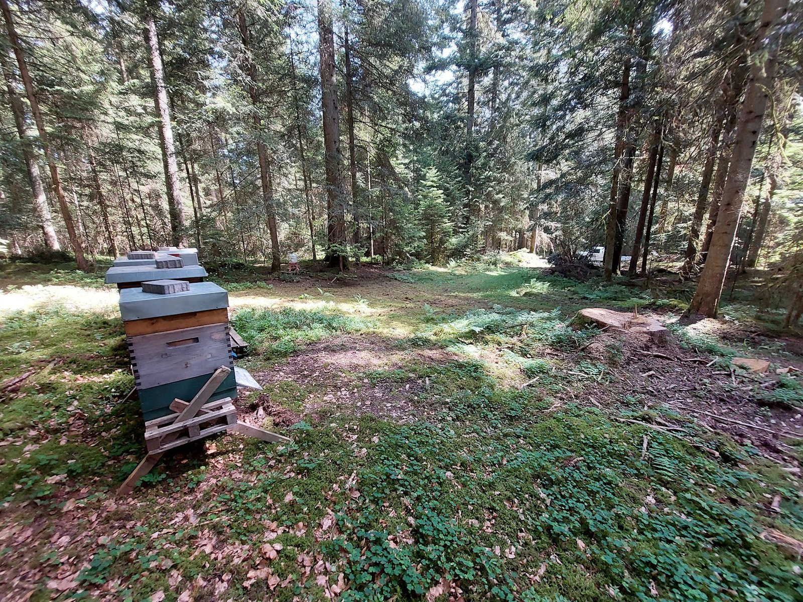 Waldstandort mit Bienenstöcken